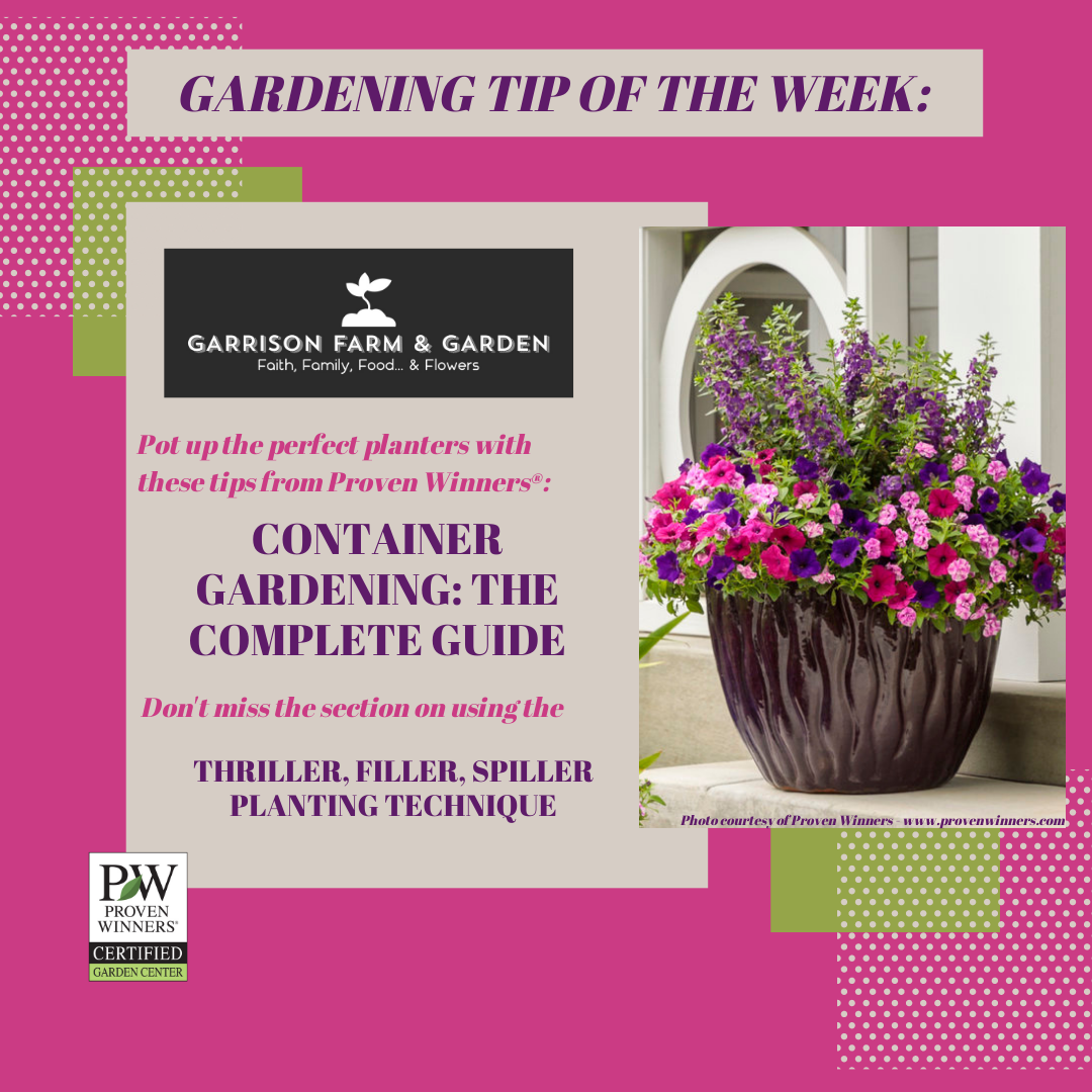 A Guide to Container Gardening & the 'Thriller, Filler, Spiller' Technique!