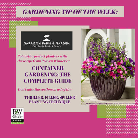 A Guide to Container Gardening & the 'Thriller, Filler, Spiller' Technique!