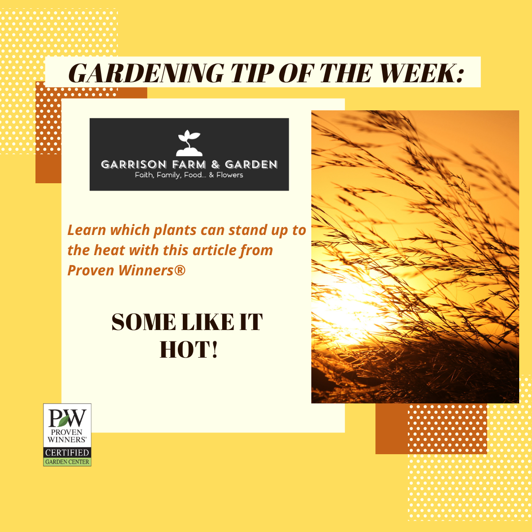 Plants that Can Stand the Heat!