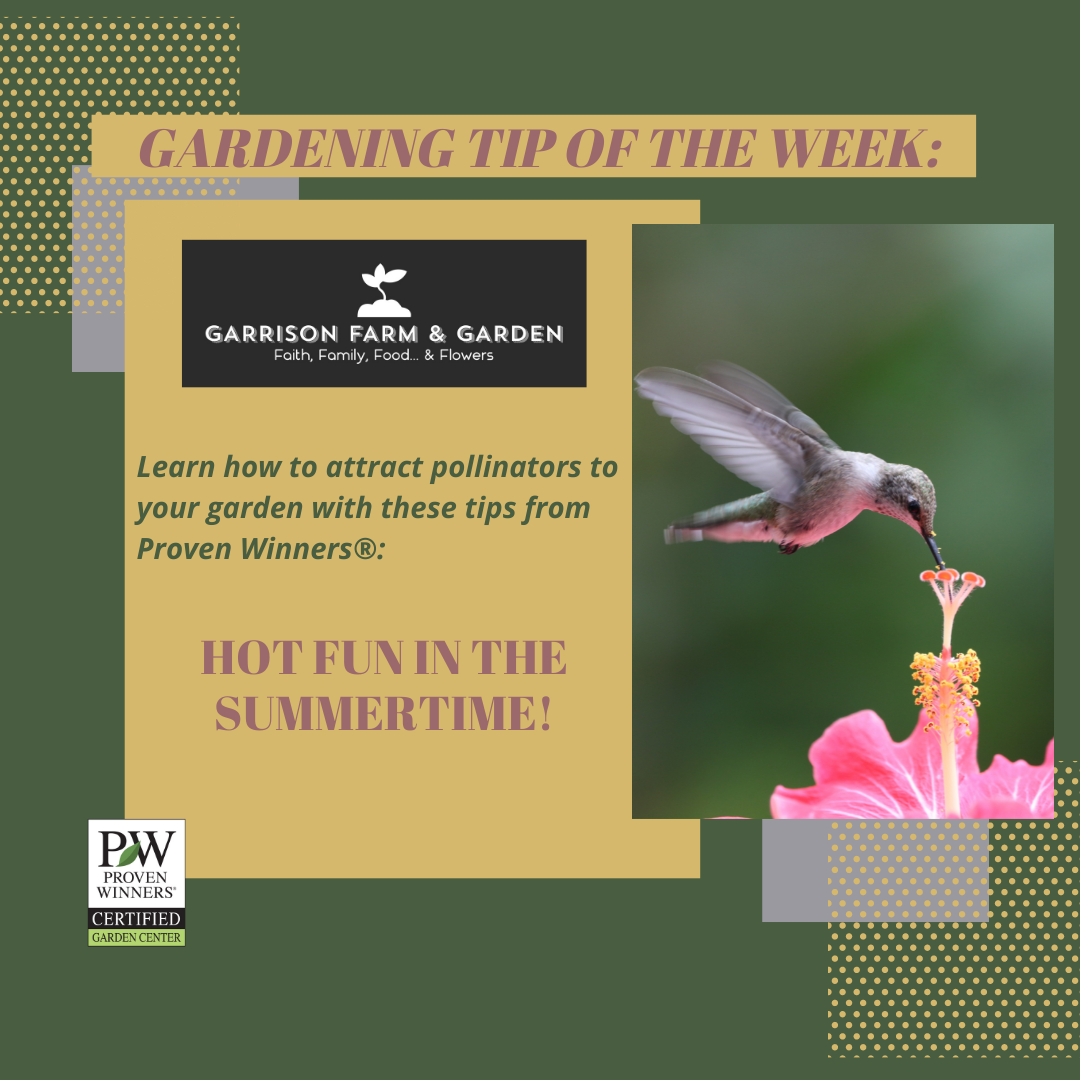 Attracting Pollinators to Your Garden