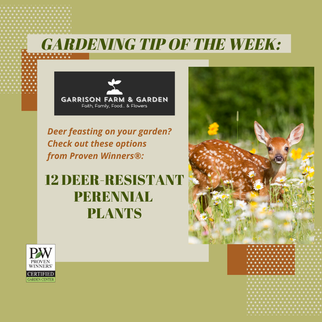 Deer-Resistant Perennial Plants