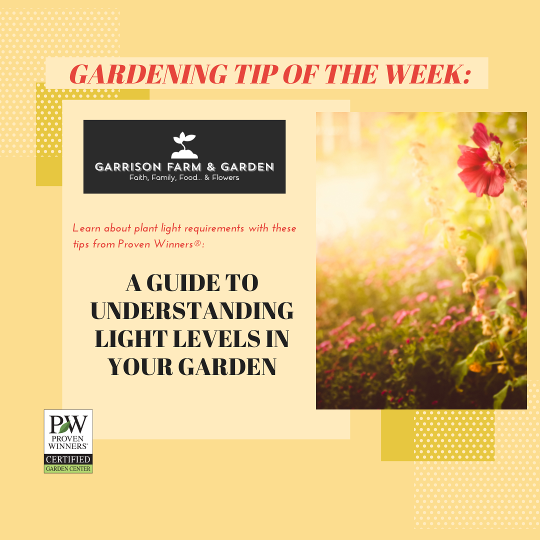 Light Levels in the Garden