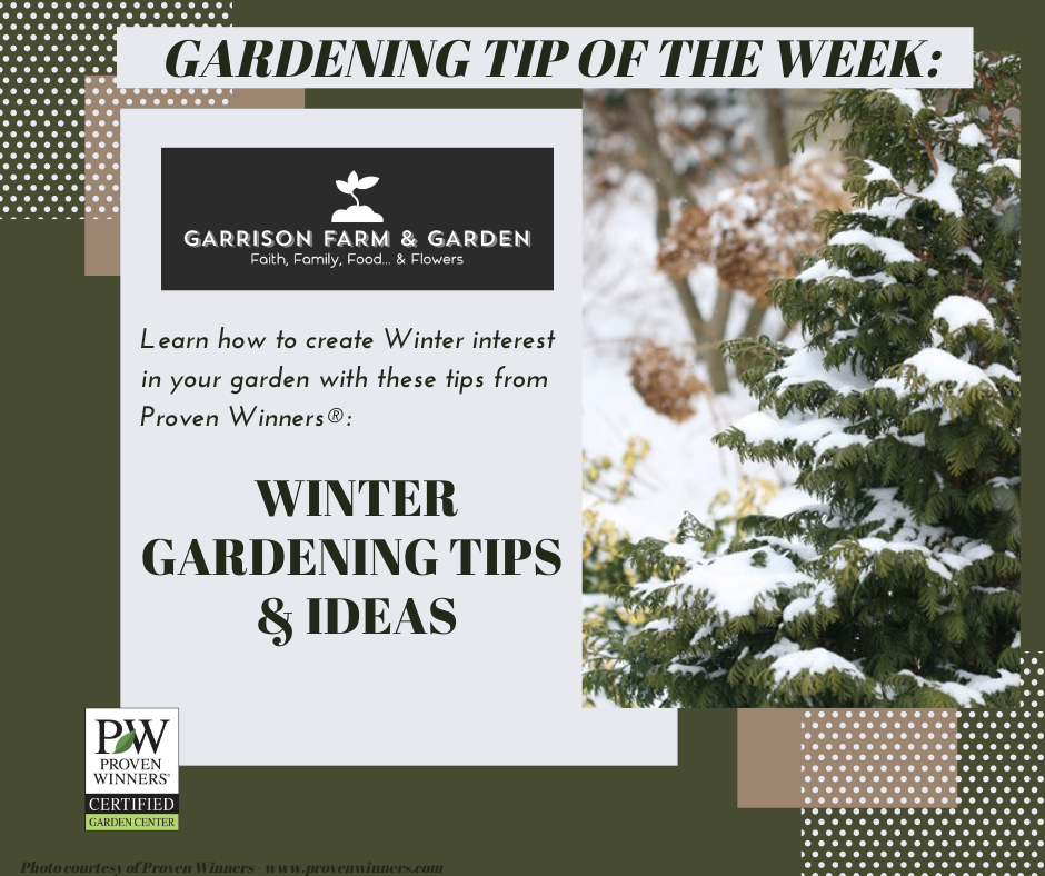 Creating Winter Interest in the Garden