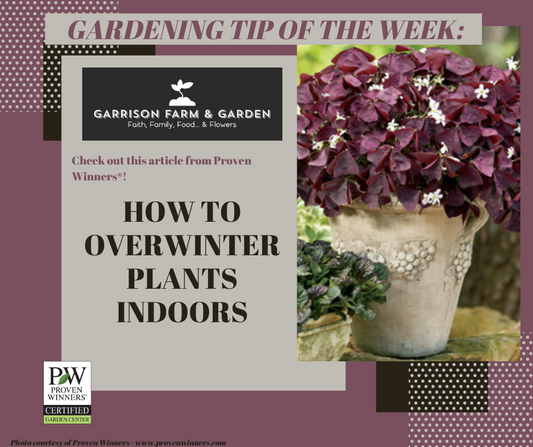 How to Overwinter Plants Indoors - tips from Proven Winners®