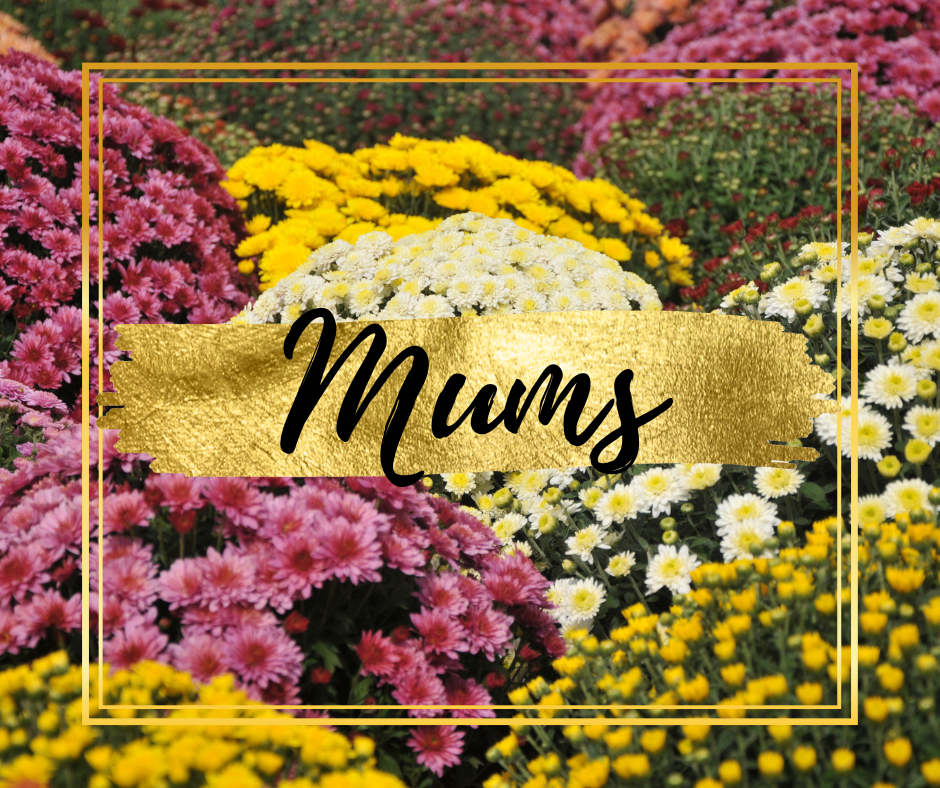 Mums