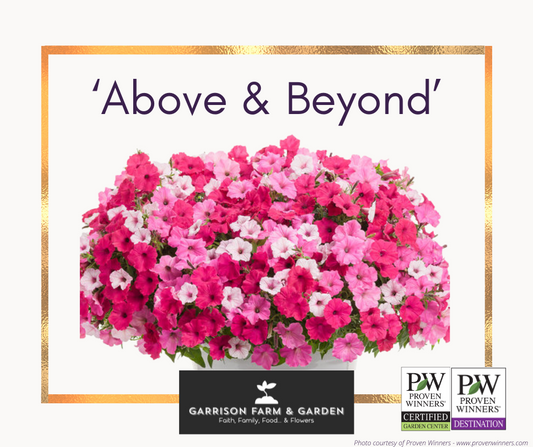 Spring Hanging Baskets - Proven Winners® Combinations!