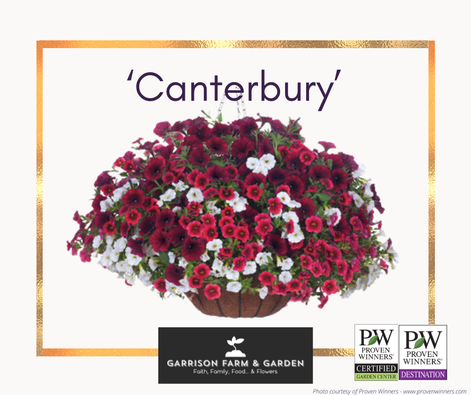 Spring Hanging Baskets - Proven Winners® Combinations!