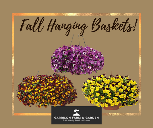 Fall Hanging Baskets - Cool Wave® Trailing Pansies!