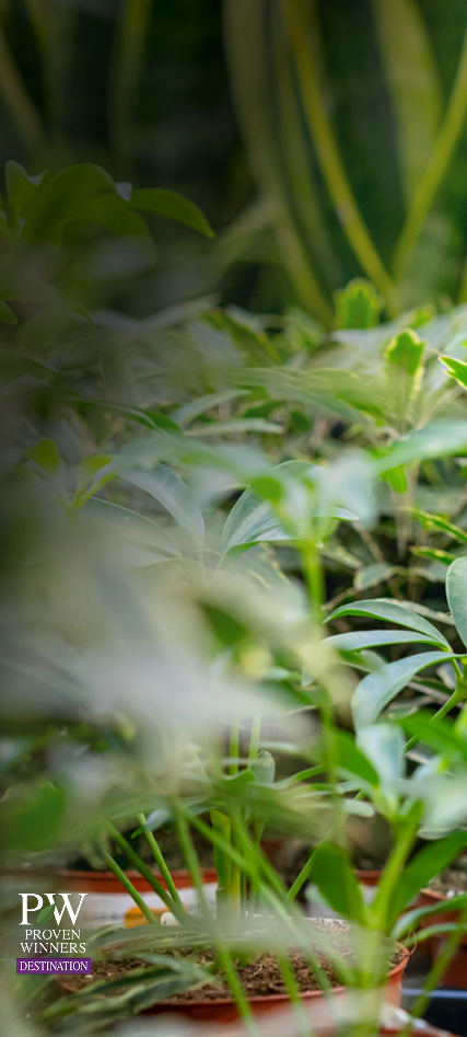 Image of Get a Glimpse of Some of our AMAZING Plants - Grown Just For You!