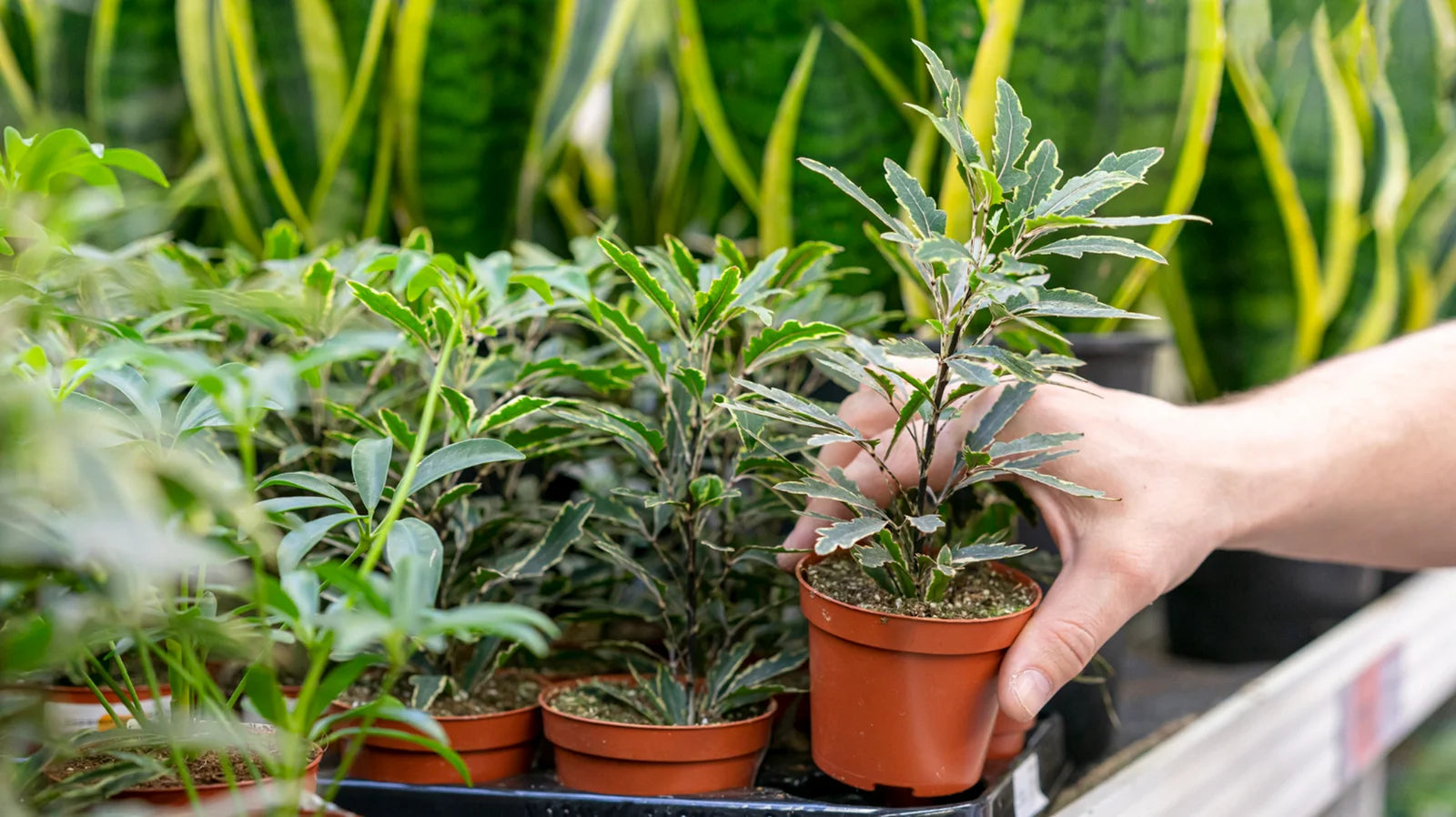 Image of Get a Glimpse of Some of our AMAZING Plants - Grown Just For You!