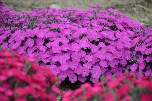'Paint the Town Fuchsia' Pinks (Dianthus paint 'The Town Fuchsia') - 1 gallon