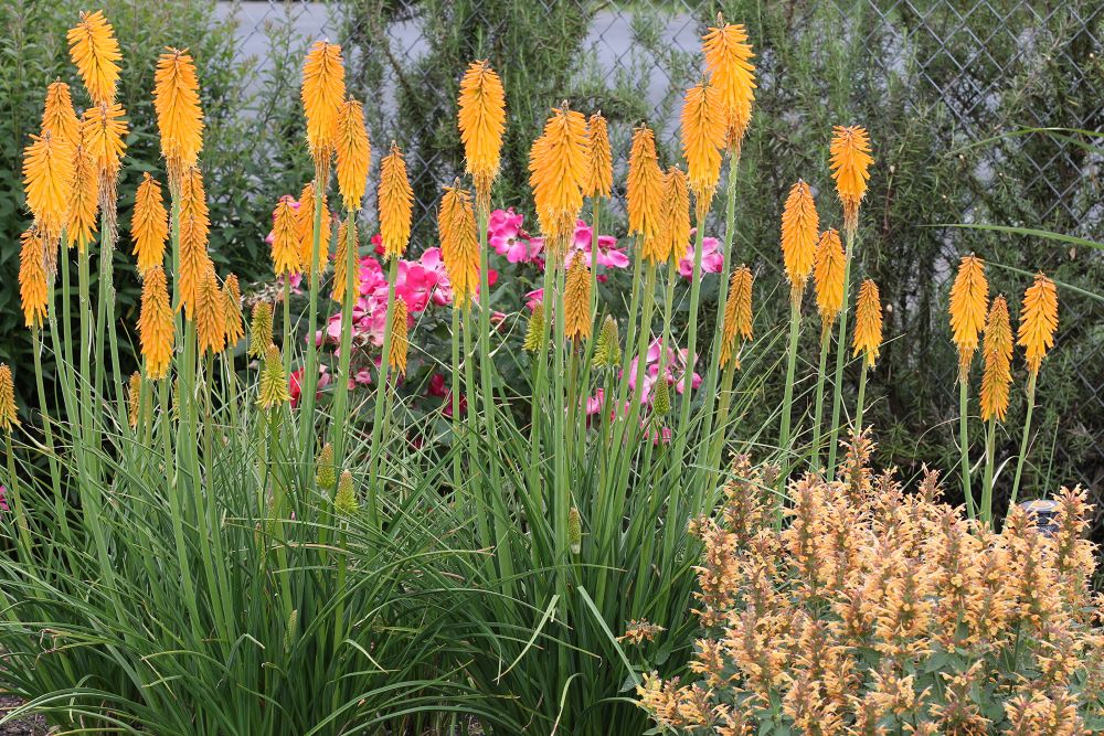 Mango Popsicle Dwarf Poker (Kniphofia  'Mango Popsicle') - 1 gallon