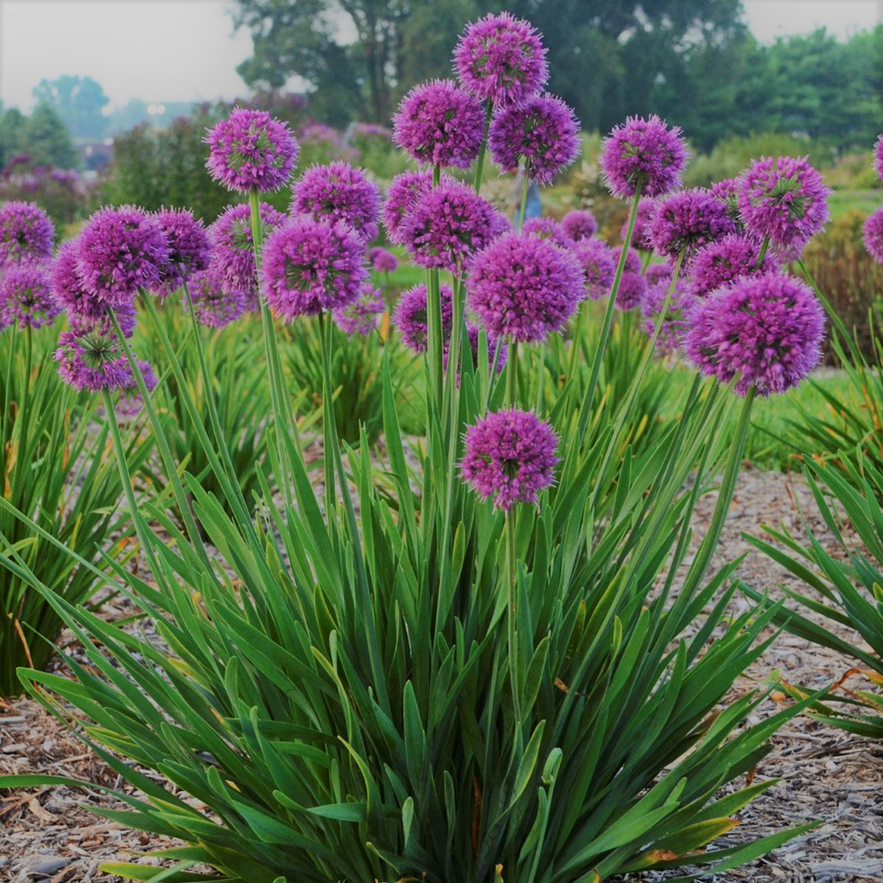 Lavender Bubbles Ornamental Onion (Allium 'Lavender Bubbles') - 1 gallon