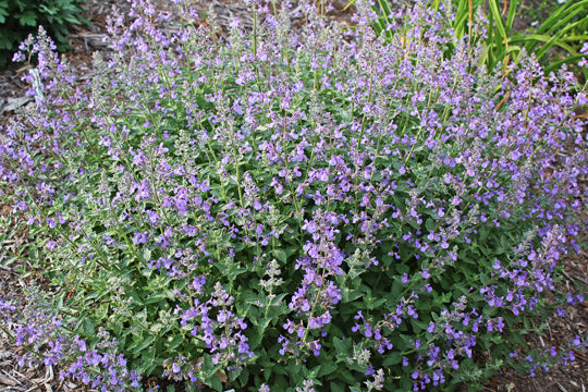 Junior Walker™ Catmint (Nepeta faassenii 'Novanepjun') - QT