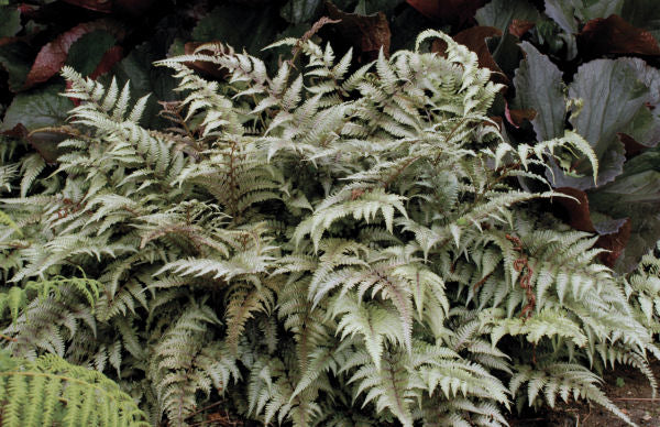 Japanese Painted Fern (Athyrium nipponicum 'Pictum') - 1 gallon