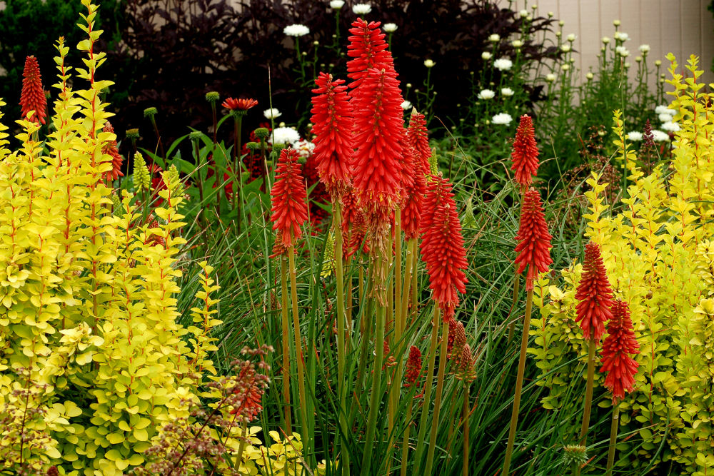 Red Hot Popsicle Dwarf Poker (Kniphofia redhot 'Red Hot Popsicle') - 1 gallon