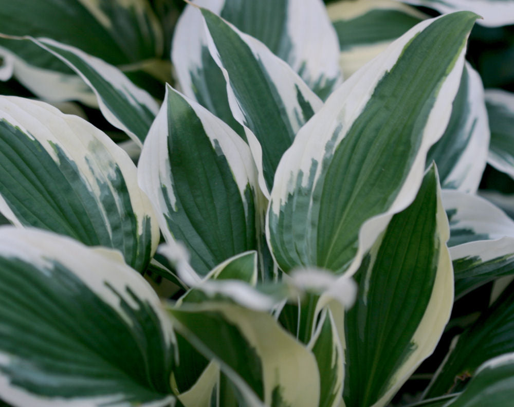Patriot Plantain Lily (Hosta patriot 'Patriot') - QT