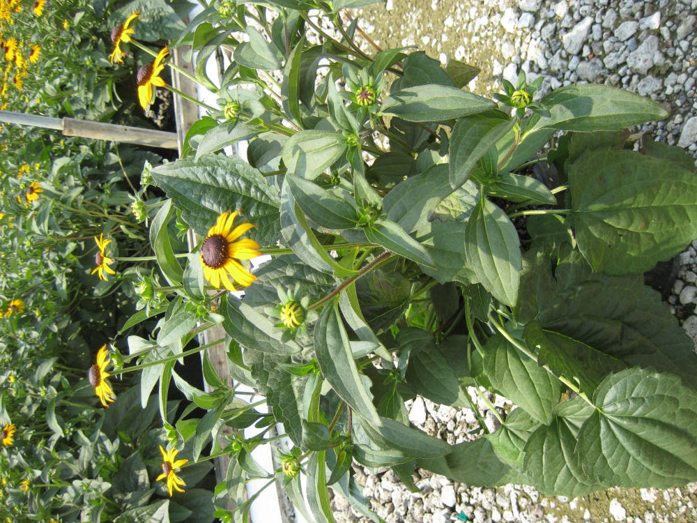 Black-Eyed Susan (Rudbeckia fulgida 'Goldsturm') - QT