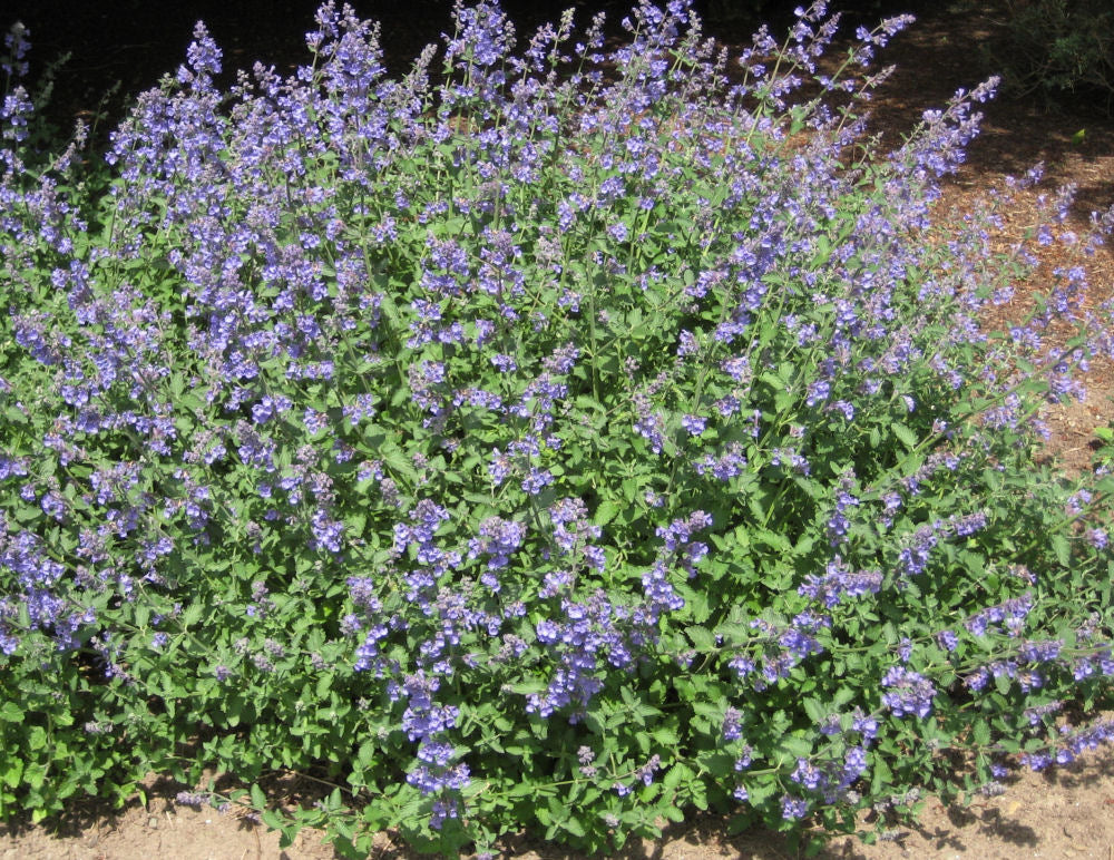 Walker's Low Catmint (Nepeta faassenii 'Walker's Low') - QT