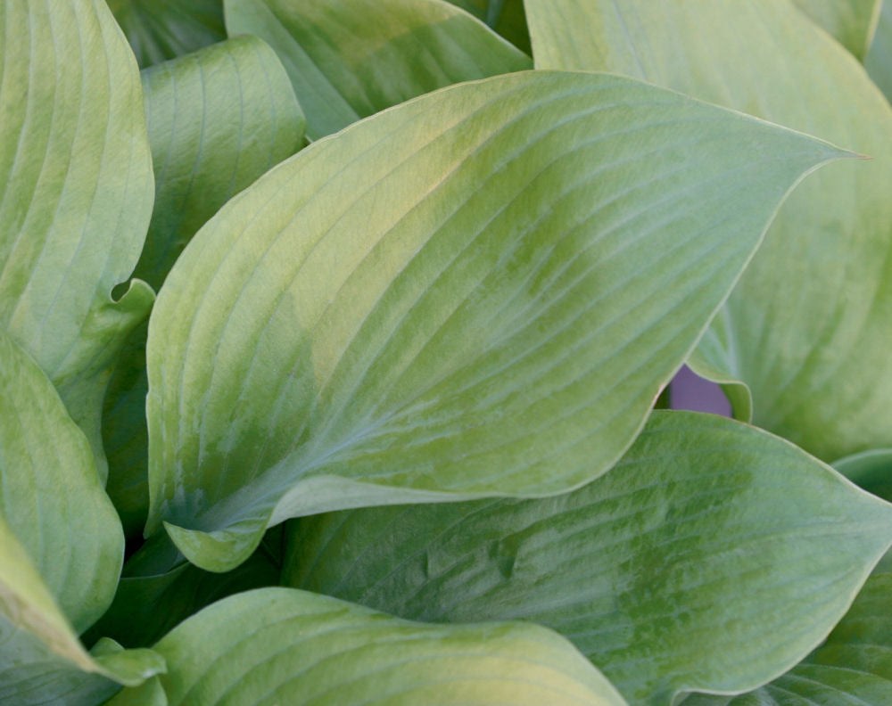 Sum and Substance Plantain Lily (Hosta 'Sum and Substance') - 1 gallon