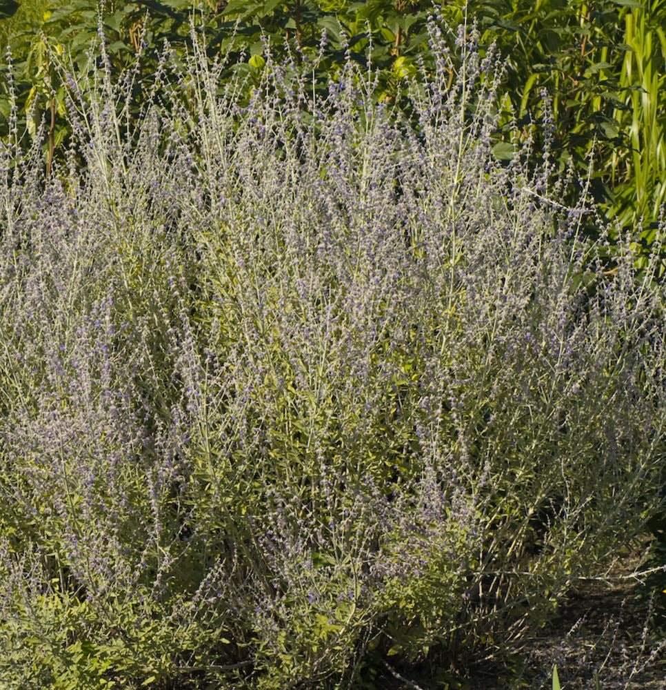 Little Spires Russian Sage (Perovskia atriplicifolia 'Little Spires') - 1 gallon