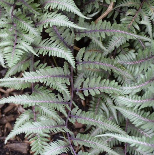 Fern Godzilla Japanese Painted (Athyrium 'Godzilla Painted') - 1 gallon
