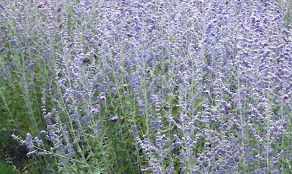 Blue Jean Baby Russian Sage (Perovskia atriplicifolia 'Blue Jean Baby') - QT