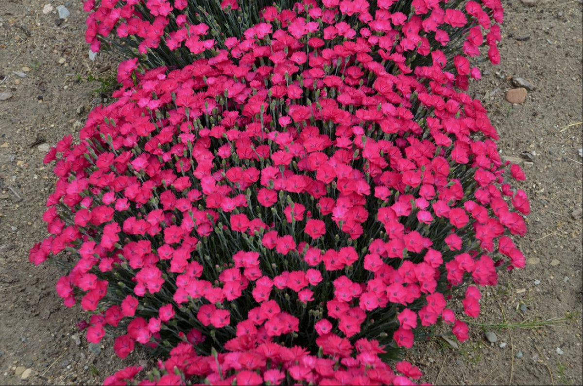 'Paint the Town Magenta' Pinks (Dianthus paint 'The Town Magenta') - QT