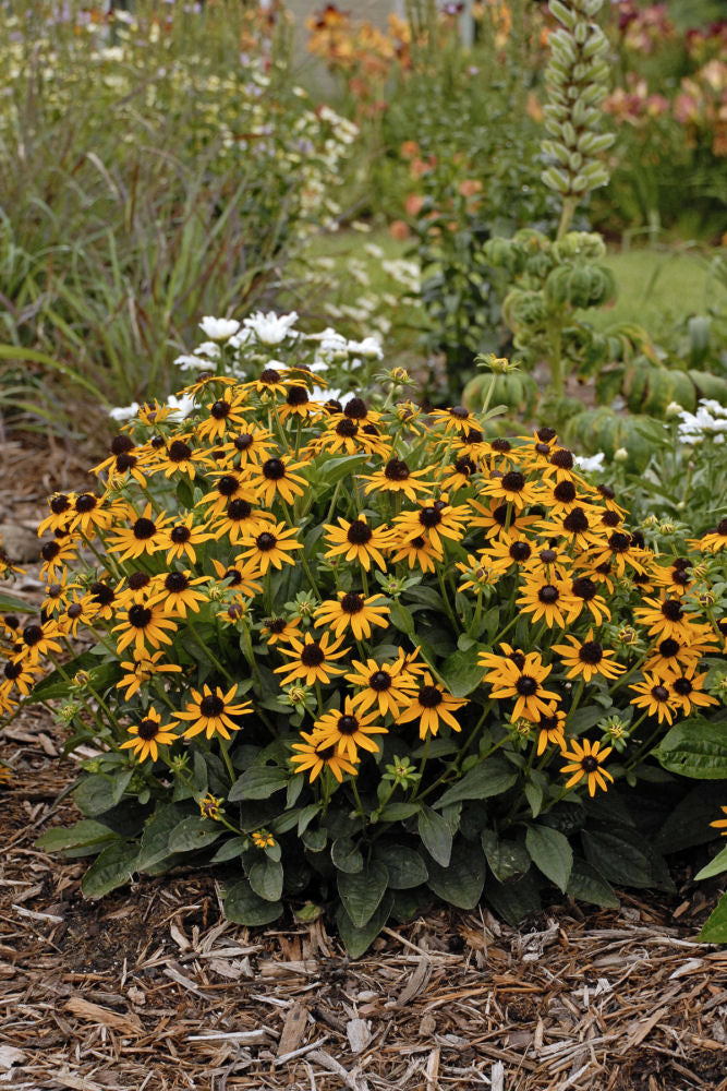 Little Goldstar Black-Eyed Susan (Rudbeckia fulgida var. sullivantii 'Little Goldstar') - QT