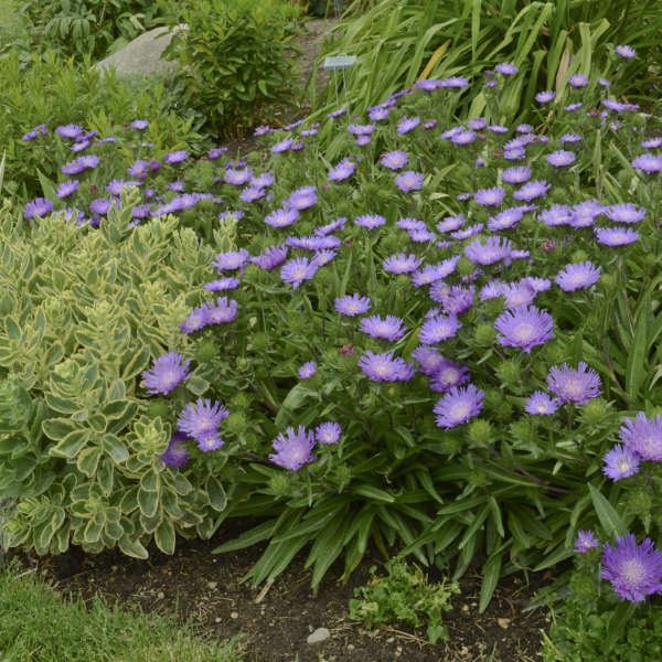 Honeysong Purple Stoke’s Aster (Stokesia L 'Honeysong Purple') - QT