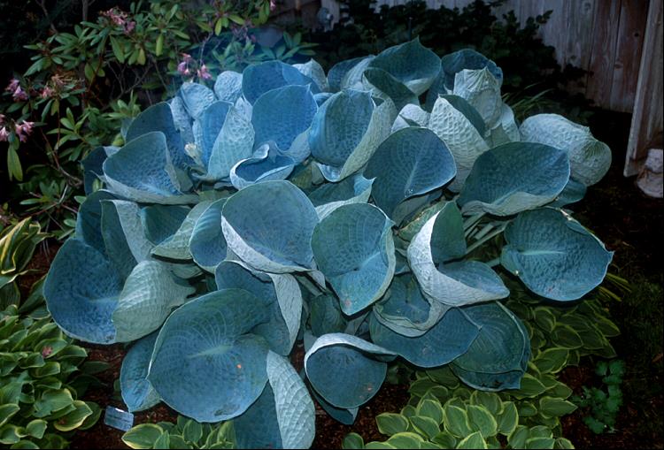 Abiqua Drinking Gourd Hosta (Hosta abiqua 'Drinking Gourd') - 1 gallon