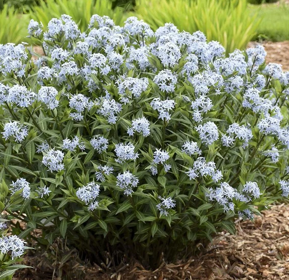 Blue Star Amsonia (Amsonia starstruck) - 1 gallon