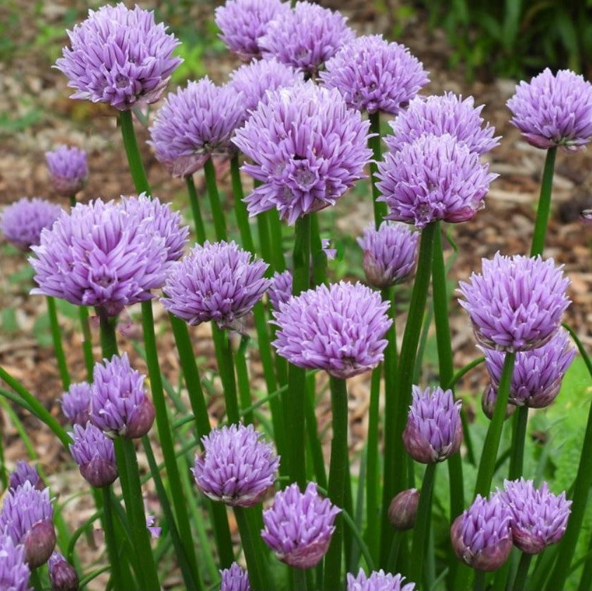 Chivette Chives (Allium chivette) - 1 gallon